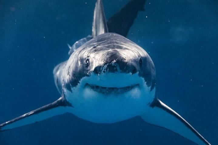 Largest tagged male great white shark surfaces near Jersey Shore