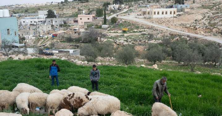 Así es la violencia colona en Cisjordania: gas pimienta a un bebé o animales asesinados a sangre fría