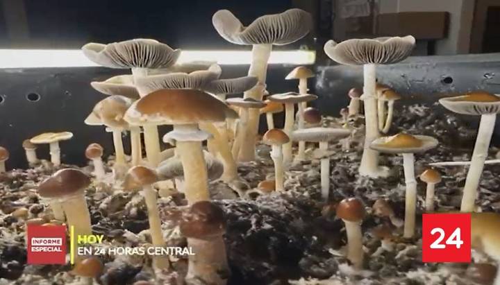 HOY en Informe Especial | Hongos para sanar: el poder de la psilocibina