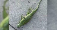 Iguanas fall from tress in Florida due to cold snap
