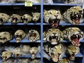Tiger trafficking crisis worsens with nine seized monthly