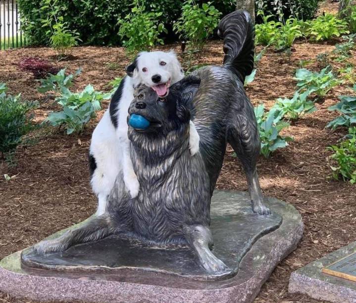 Dispute over ‘Chaser’ mascot leads to lawsuit against Spartanburg Community College