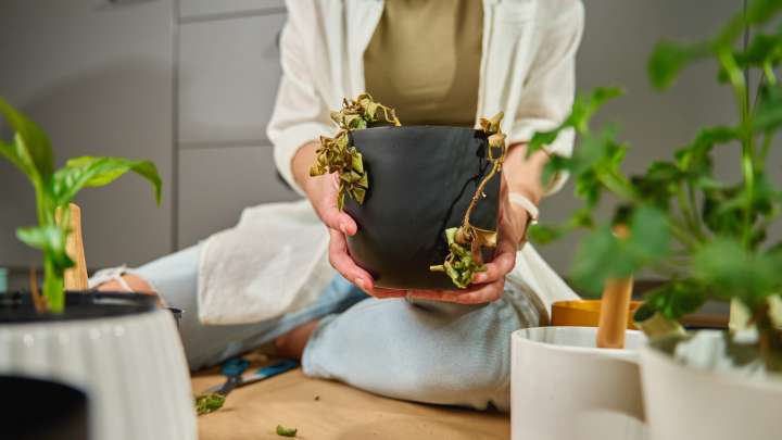 Don't Throw That Dying Plant In The Trash: Try These Genius Uses Instead