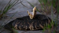 These 3 snakes are the only in Georgia that pose serious threats to life