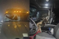 Desmienten supuesto accidente con venado en la Autopista Premier en Coahuila