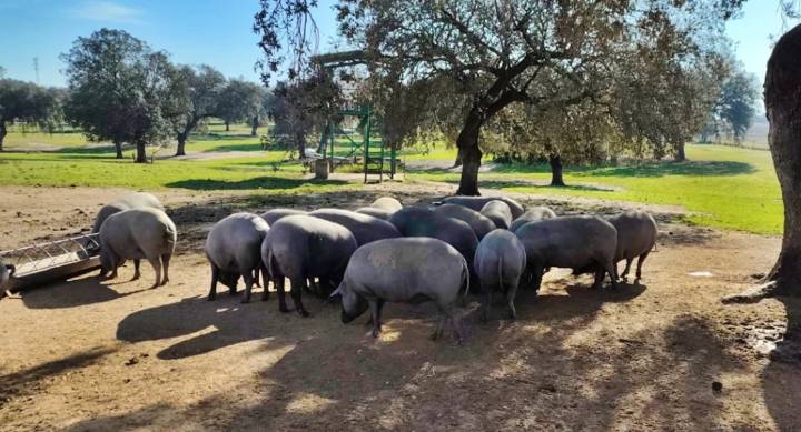 La peste porcina africana entra en España y pone en alerta a Extremadura