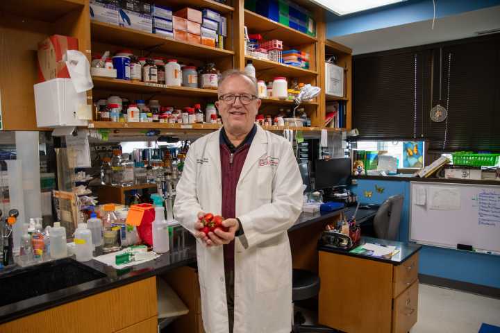 Strawberries likely reduce diabetes risk, OMRF study finds