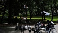 Proposal to ban Central Park horse carriages voted down by key NYC council committee