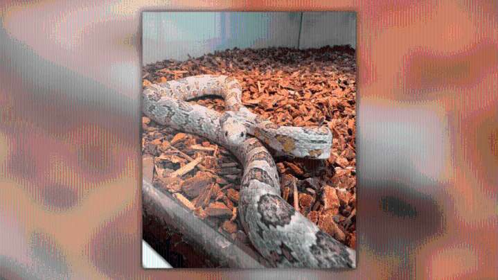 East Lyme Animal Control searches for owner of missing snake