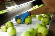 Investigación del INTA impulsa la exportación de peras argentinas a México