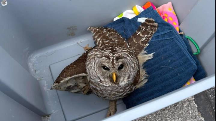 IMPD officers help rescue injured owl on Indianapolis interstate