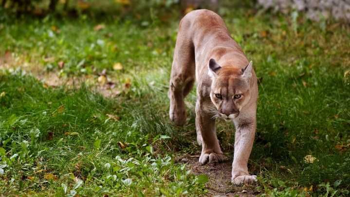 How Likely Are You To Find A Mountain Lion In Your Yard (& What To Do If You Do)