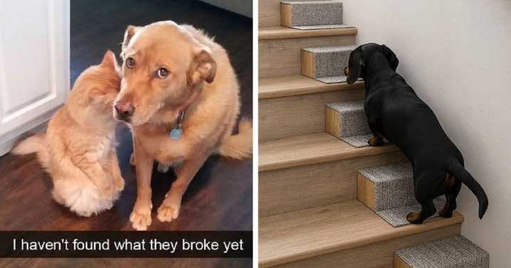 45 Times Animals Were Both Wholesome And Ridiculously Funny, Shared In This Facebook Group (New Pics)