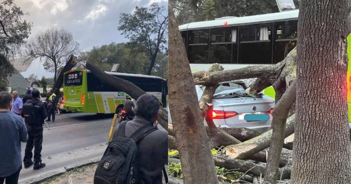 ¡Caos en Polanco! Árbol se desploma y aplasta un camión escolar y varios autos