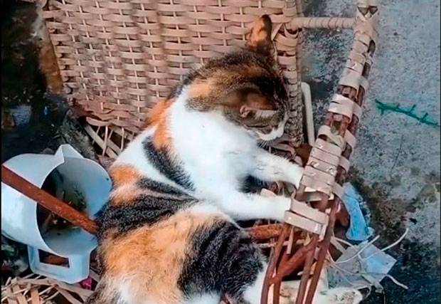 Denuncian envenenamiento masivo de gatos en El Piñonal