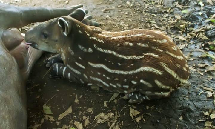 Nace en un zoológico de Nicaragua un tapir centroamericano, especie en vía de extinción