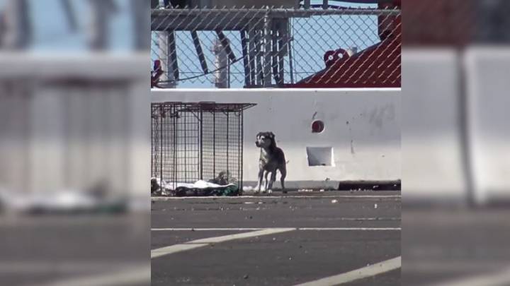 Elusive California Stray Pup Dodges Everyone For Years Before A Breakthrough