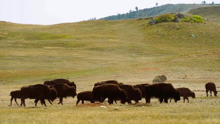 El bisonte regresa a Coahuila: 44 ejemplares llegan a Cuatro Ciénegas