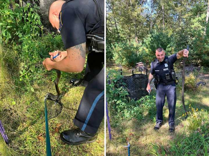 A snake rescue, a rooster mystery, and an MBTA meltdown