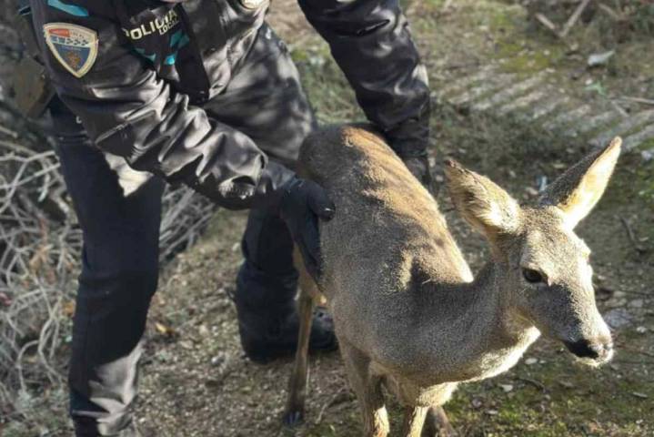 Policías locales rescatan a un corzo que había caído en una alberca en Toledo