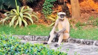 Mumbai: Monkey business is back in session at Andheri’s Bhavan’s College