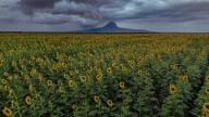Así abrió el campo de girasoles en Tamaulipas: entre lluvia y “bendiciones”