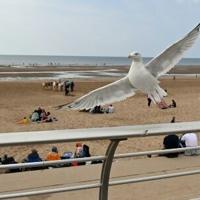 UK holidaymakers told to shout, not get in a flap over seagulls