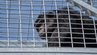 Escaped chimp reported at Indianapolis zoo