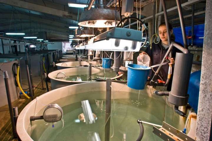 Mar Menor | El Centro Oceanográfico organizará en San Pedro este lunes visitas a la Planta Experimental de Cultivos Marinos