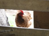B.C. animal rescue group says bird flu detected at sanctuary