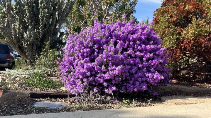 Why drought-tolerant Texas sage is a nearly maintenance