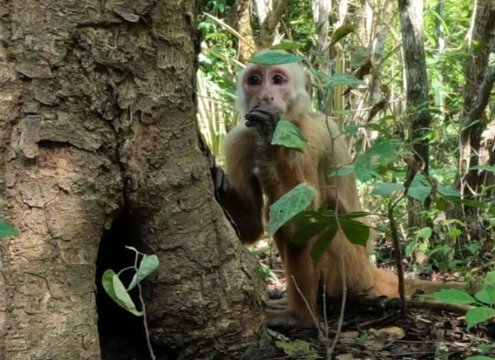 Corpamag reintregó más de 90 ejemplares silvestres a su hábitat natural en el Magdalena