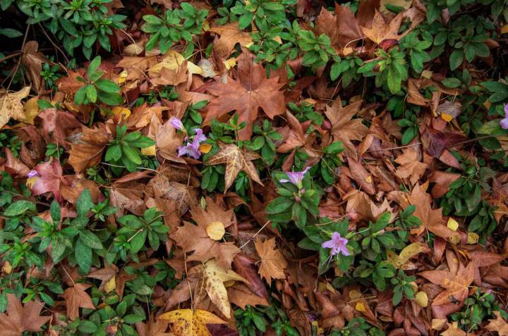 Skip Raking Leaves From Your Flower Beds This Fall—Unless These 4 Exceptions Apply