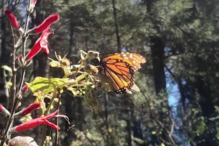 Ya llegaron las mariposas monarcas a Michoacán y esta es la lista de santuarios donde puedes visitarlas