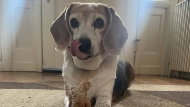 Alabama Senior Dog’s Adoption Story Takes A Shocking Twist During Routine Vet Visit