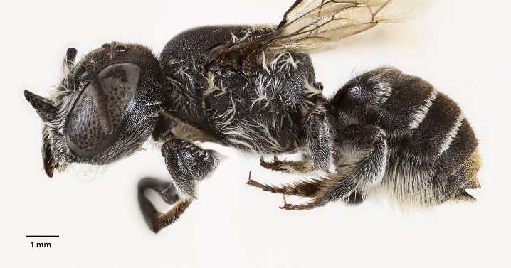 Scientists discover new "lucifer" bee with devil-like horns lurking in critically endangered wildflower in Australia