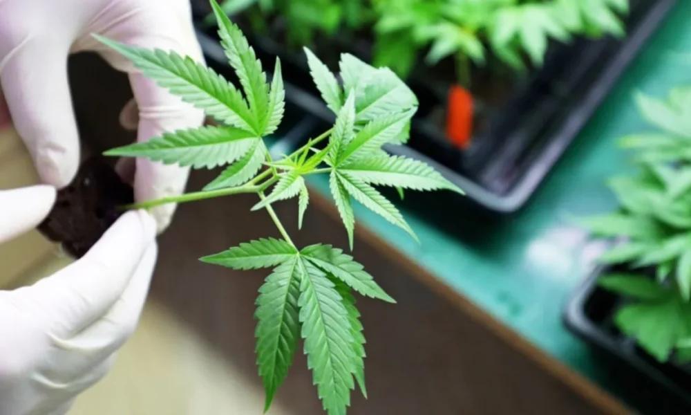 Se viene Monte Cannabis Salud 2025: conocé todos los detalles