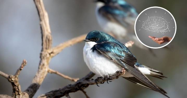 Escuchar el canto de los pájaros puede calmar la ansiedad y la depresión,según estudios