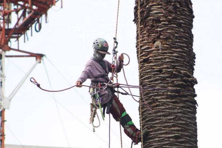 Puebla derribará 100 palmeras antes del 15 de diciembre; suman 8 mil árboles podados
