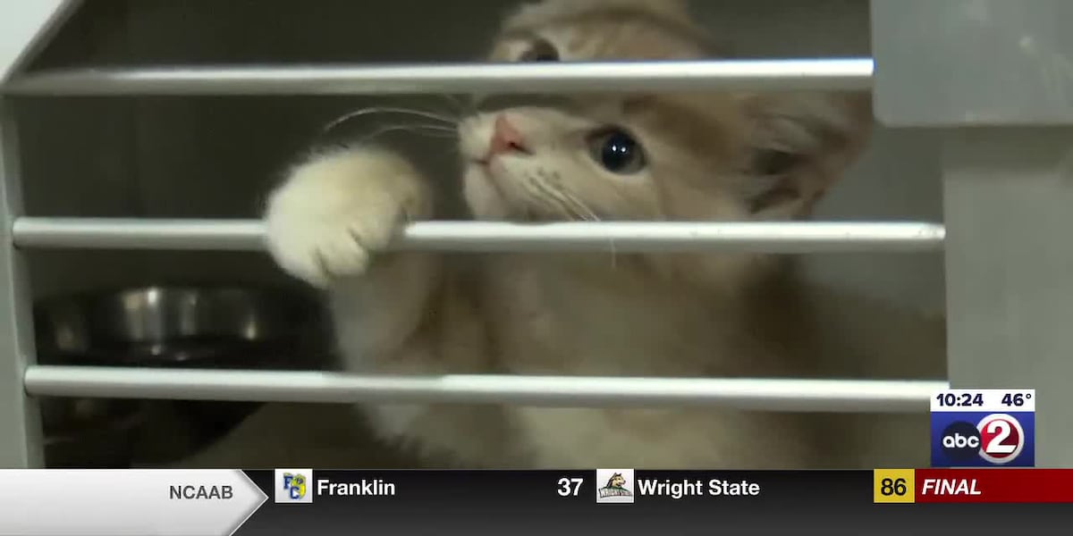 Wisconsin shelters see an increase in pet surrenders