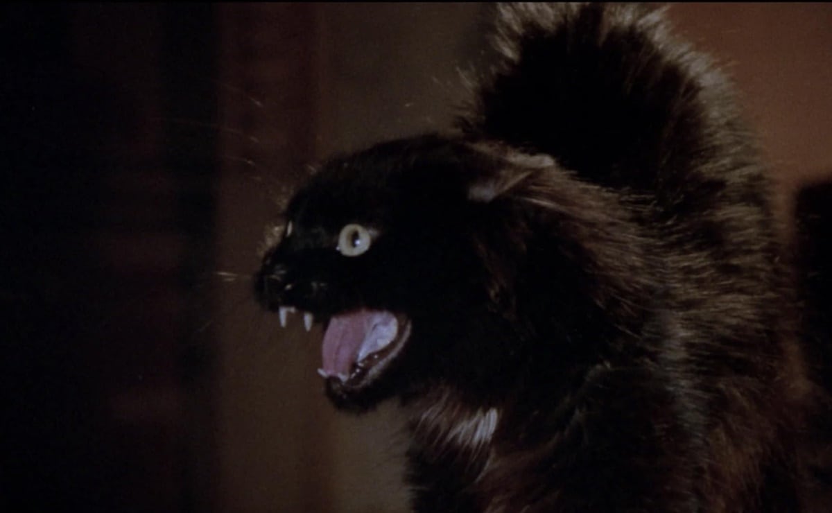 "Más negro que la noche", la película que aterrorizó por un gato negro llamado Becker