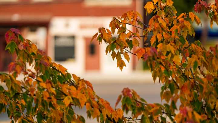 Should you rake, mow or burn your leaves this fall? What you need to know