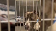 California Boy Visits A Shelter Dog And Something Unexpected Happens