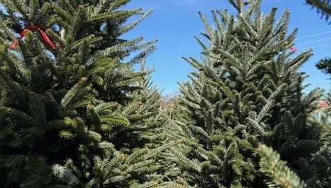 Christmas trees are going up around Central Alabama