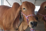 Expo Agroindustrial 2025 arranca este miércoles 26 de noviembre en Maturín