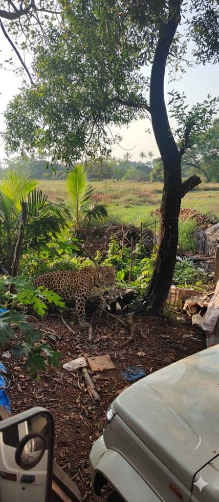 AI-Generated Leopard Photo in Fatorda Exposed as Fake, Forest Dept Seizes Mobile