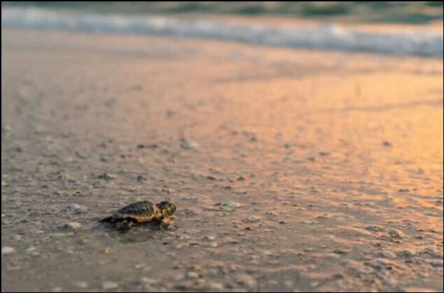 Keewaydin Island's sea turtle nesting improves without tropical storms