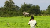 Wild Elephant Creates Ruckus in Bijni's Bishnupur, Villagers in Distress