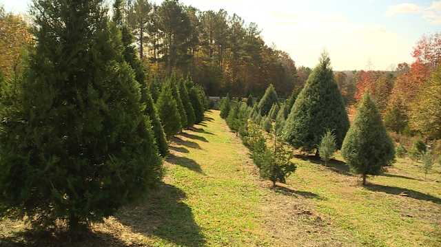 Christmas tree farms in Greenville, South Carolina