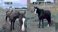 OKC police and Animal Welfare release update on horse involved in an animal cruelty case